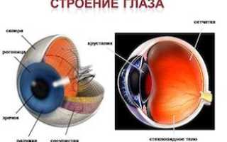 Строение и функции органа зрения человека