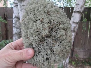 Чем полезен исландский мох (ягель)