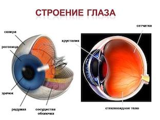 Строение и функции органа зрения человека