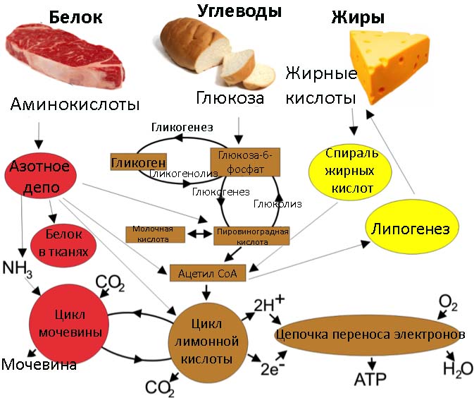 метаболизм
